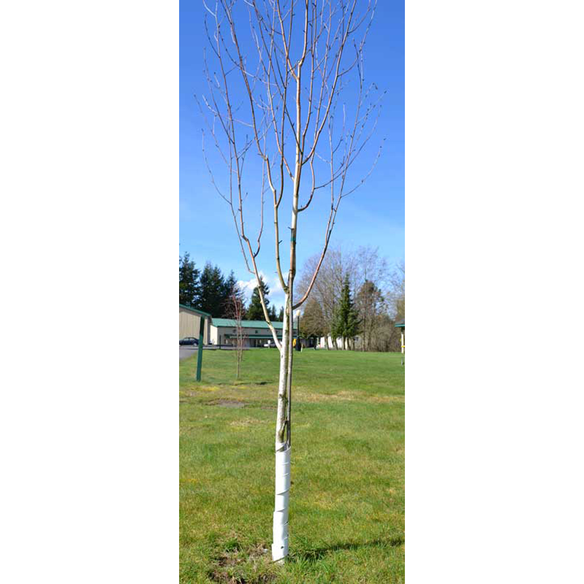 Picture 1 for Tree Guards Spiral White 24" - Sold As Pack/20