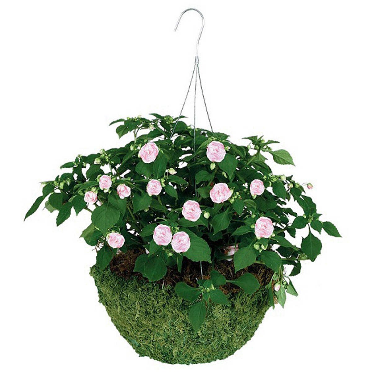 Picture of 14" Sphagnum Moss Basket W/3 Leg Hanger Wire