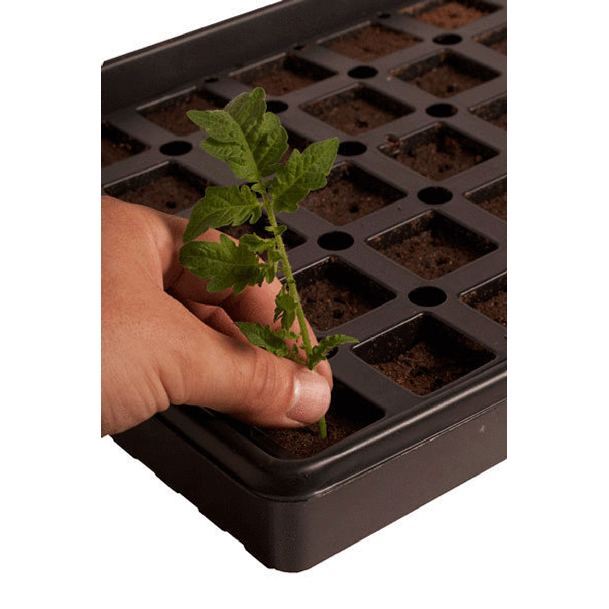 Image Thumbnail for AccelaROOT 50-Cell Tray w/Insert and plugs