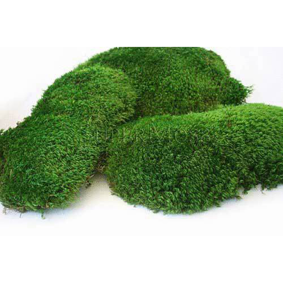 Image Thumbnail for Mood Moss Preserved Fresh Green 8oz Bag