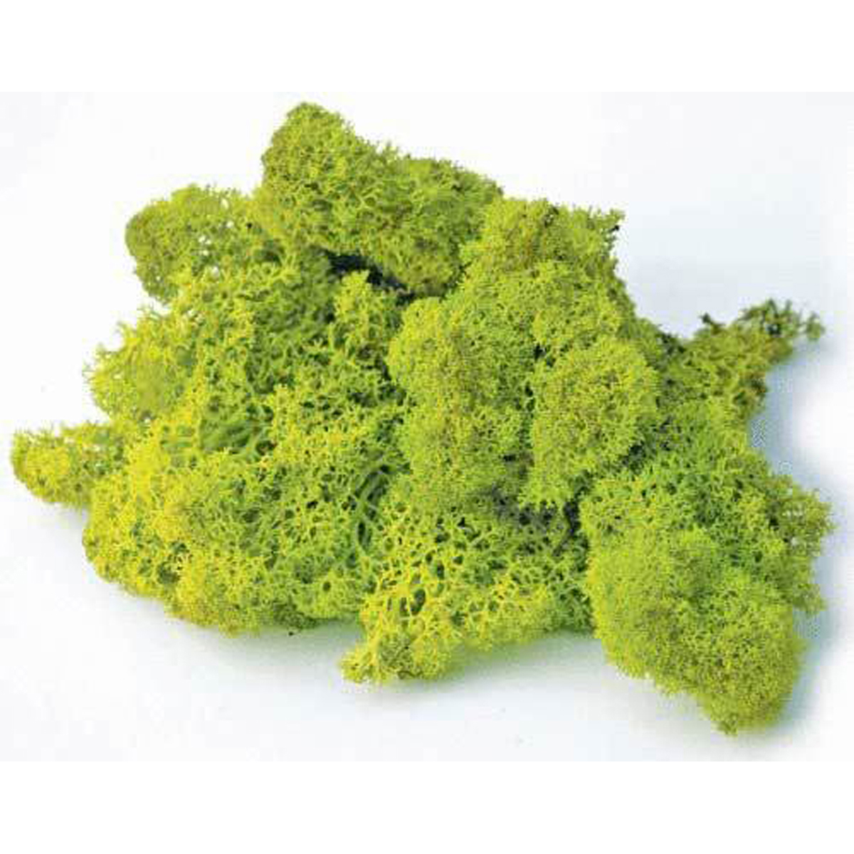 Image Thumbnail for Reindeer Moss Preserved Chartreuse 8oz Bag