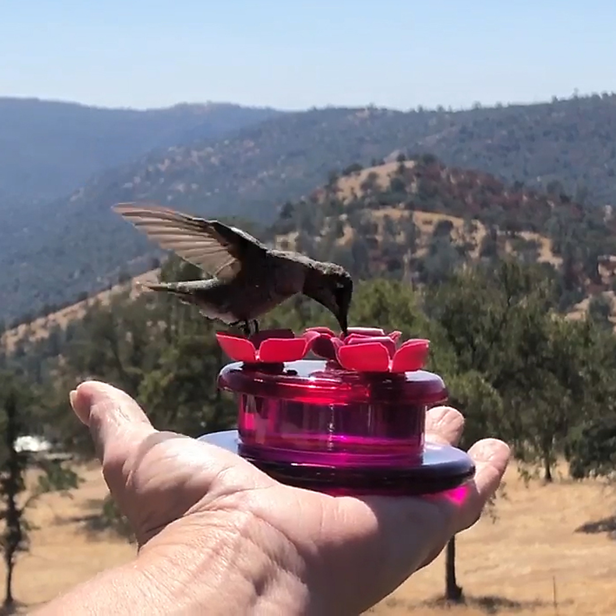 Image Thumbnail for Handheld Hummingbird Feeder