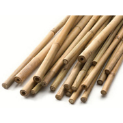 Picture of Natural Bamboo Bulk 10 Foot  24-26mm 50pc Bale