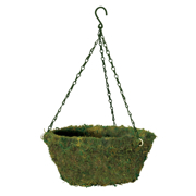 Picture of Evergreen Moss Hanging Basket W/Chain  18"