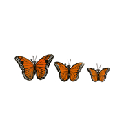 Picture of Set Of 3 Monark Butterfly