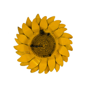 Picture of Xl Sunflower For Walls