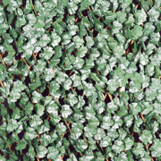 Picture of Ivy Leaf Expandable Privacy Screen 6.7'X3.3'