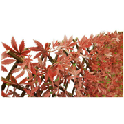 Picture of Japanese Maple Red Expandable Screen 6.7'X3.3'