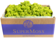 Picture of Reindeer Moss Preserved Chartreuse 3lbs Box