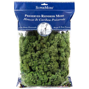 Picture of Reindeer Moss Preserved Basil 8oz Bag