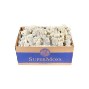 Picture of Reindeer Moss Preserved White 3lbs Box