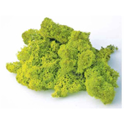 Picture of Reindeer Moss Preserved Chartreuse 8oz w/PDQ