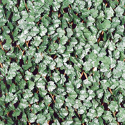 Image Thumbnail for IVY LEAF EXPANDABLE PRIVACY SCREEN 6.7'X3.3'