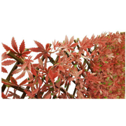 Image Thumbnail for JAPANESE MAPLE RED EXPANDABLE SCREEN 6.7'X3.3'