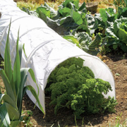 Image Thumbnail for POLYTHENE GROW TUNNEL  10'X1'6"