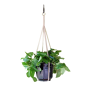 Image Thumbnail for 30" NEUTRAL FABRIC HANGERS - ASST- 24 PCS