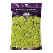 Image Thumbnail for REINDEER MOSS PRESERVED CHARTREUSE 8OZ BAG